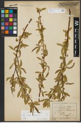 Foto von Salix alba L. x Salix fragilis L.
